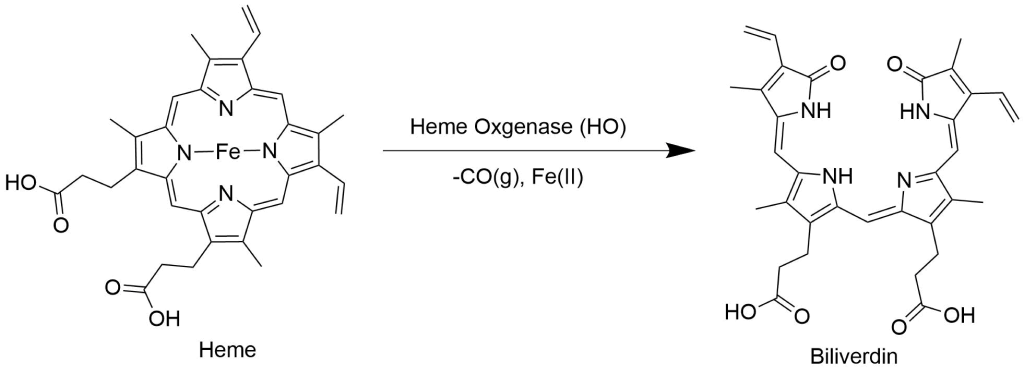 Molecular reaction illustrating how heme becomes biliverdin via heme oxygenase