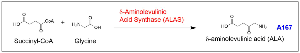 Chemical reaction showing the condensation of glycine and succinyl CoA to form delta-aminolevulinic acid (ALA) by delta -aminolevulinic acid synthase (ALAS).