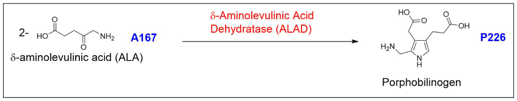 Chemical reaction shown where delta-aminolevulinic acid dehydratase (ALAD) combines two molecules of delta-aminolevulinic acid (ALA) in a condensation to form porphobilinogen (PBG).