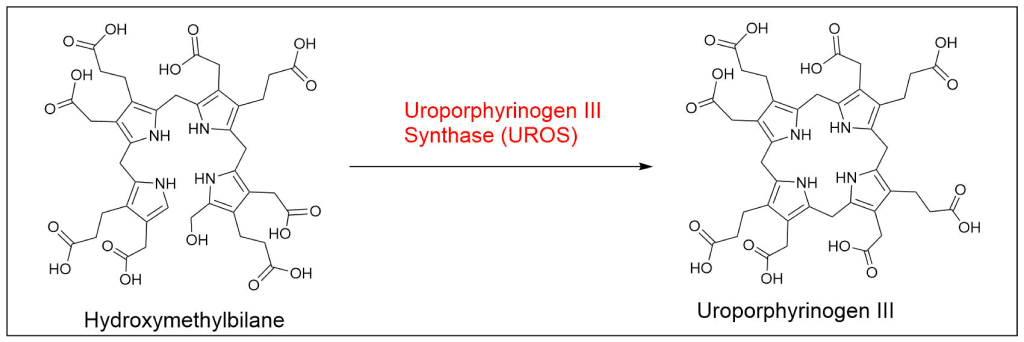 Chemical reaction showing how hydroxymethylbilane is the substrate for uroporphyinogen III synthase (UROS).