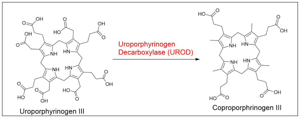 Chemical reaction showing the decarboxylation all of the four acetic side chains to methyl groups by uroporphyrinogen III decarboxylase (UROD) to form coproporphyrinogen III.