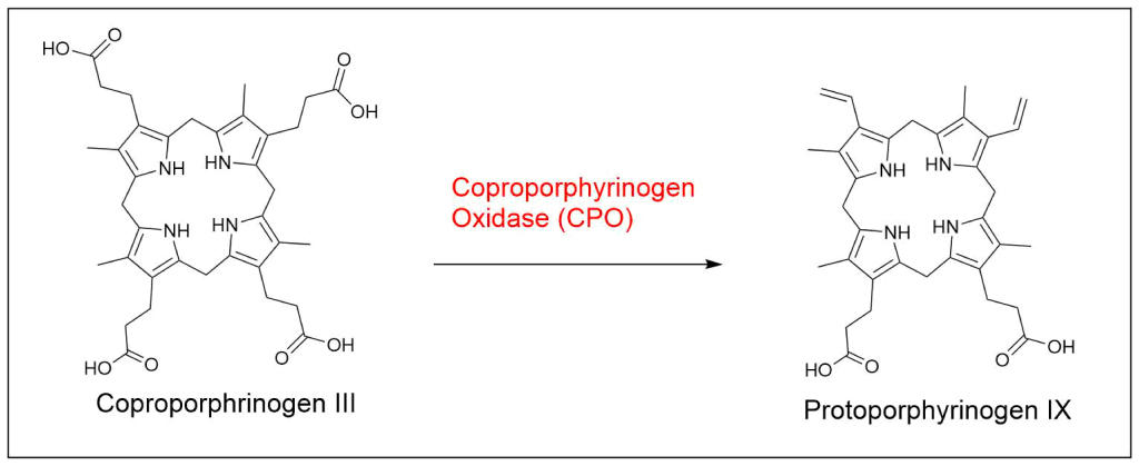 Chemical reaction showing the catalyzation of coproporphyrinogen III oxidase (CPO) that changes two of the propionic acid side chains to vinyl groups resulting in the formation of protoporphyrinogen IX