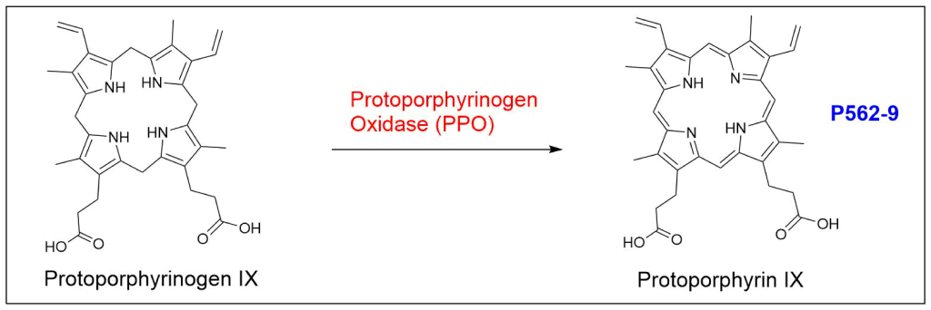 Chemical reaction showing how protoporphyrinogen oxidase (PPO) mediates a six-electron oxidation forming protoporphyrin IX (PPIX). This is the final unifying step in the biosynthesis of heme, chlorophyll, and cobalamin.